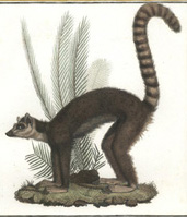 Ring-tailed Madagascan Lemur